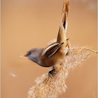 Panurus biarmicus