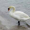 Mute Swan