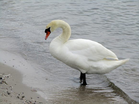 Spotting Image 1