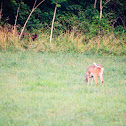 White-Tailed Deer (Doe)