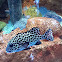 Harlequin sweetlips