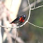Mistletoe Bird (male)