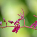 Orquidea