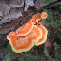 Sulphur Shelf Fungus