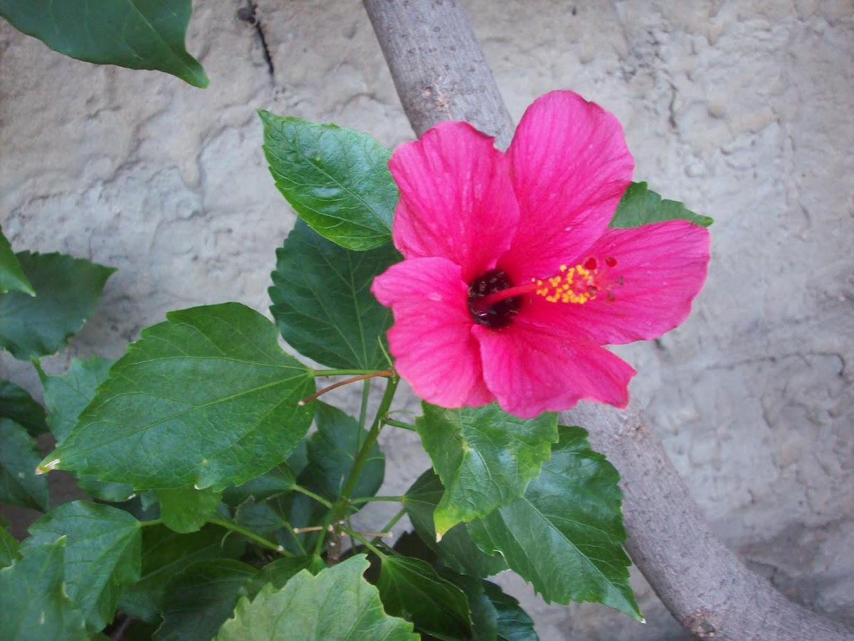 Hibiscus
