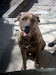 Perro Cimarron
