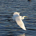Great Egret