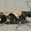 Red-necked Peanutworm Moth