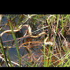Eastern coachwhip