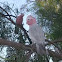 Galah