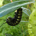 Monarch caterpillar