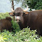 Indian Bison or Gaur