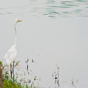 Great Egret