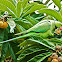 Rose-ringed Parakeet