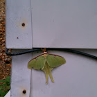 chinese lunar moth