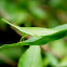 Slant-faced grasshopper