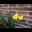 Yellow daffodil