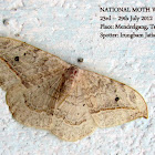 Drepaniidae