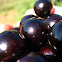 Fruits of Brazilian grape tree; Jaboticaba(Brazil)