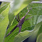 Nursery Web Spider