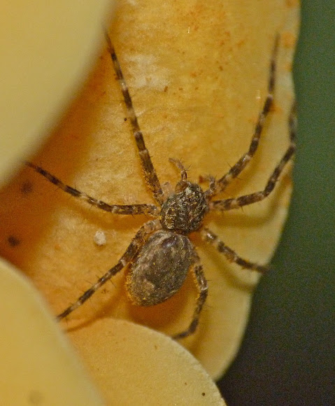 Spotting Image 1