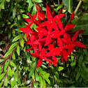 Ixora