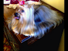 Yorkshire Terrier Ingleses Bellisimos Miniaturas 