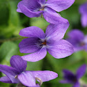 Violets