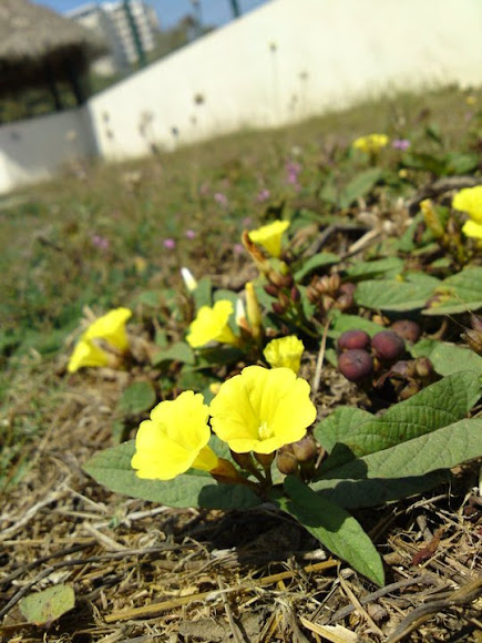Spotting Image 1
