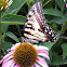 Tiger Swallowtail Butterfly