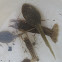 Crayfish