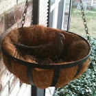 Morning dove 