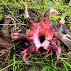 Anemone stinkhorn