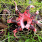 Anemone stinkhorn