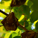 Wahlberg's epauletted fruit bat