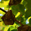 Wahlberg's epauletted fruit bat