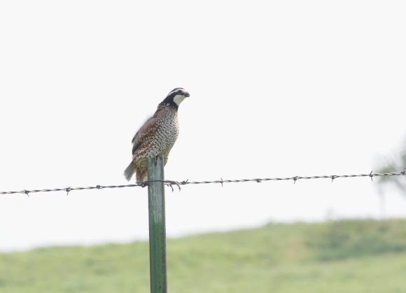 Spotting Image 1