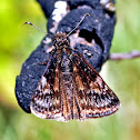 Columbine Duskywing