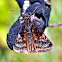 Columbine Duskywing