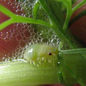 Spittle Bug