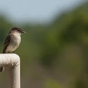 Eastern Phoebe