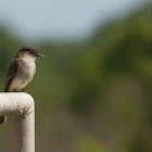 Eastern Phoebe