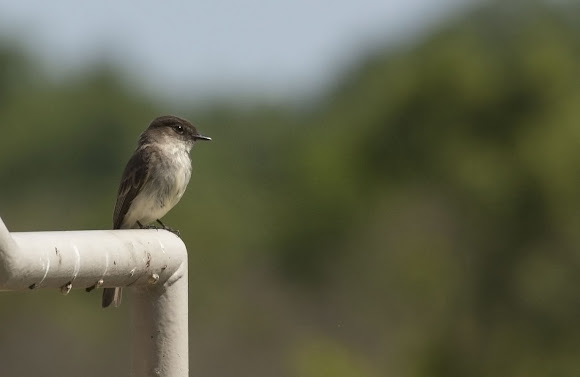Spotting Image 1