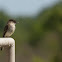 Eastern Phoebe