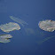 Water lilly