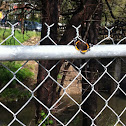 Red Admiral