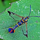 Clearwing Moth