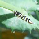 Hoverfly