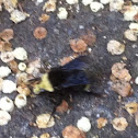 Yellow-faced Bumblebee
