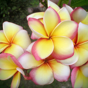 by Michelle Meenawong - Nature Up Close Flowers
